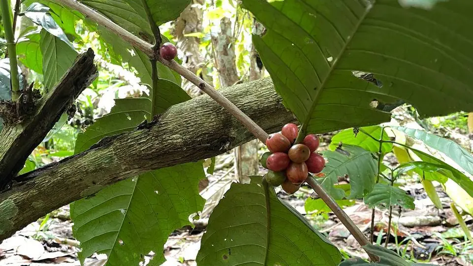 Coffee cherries ripening