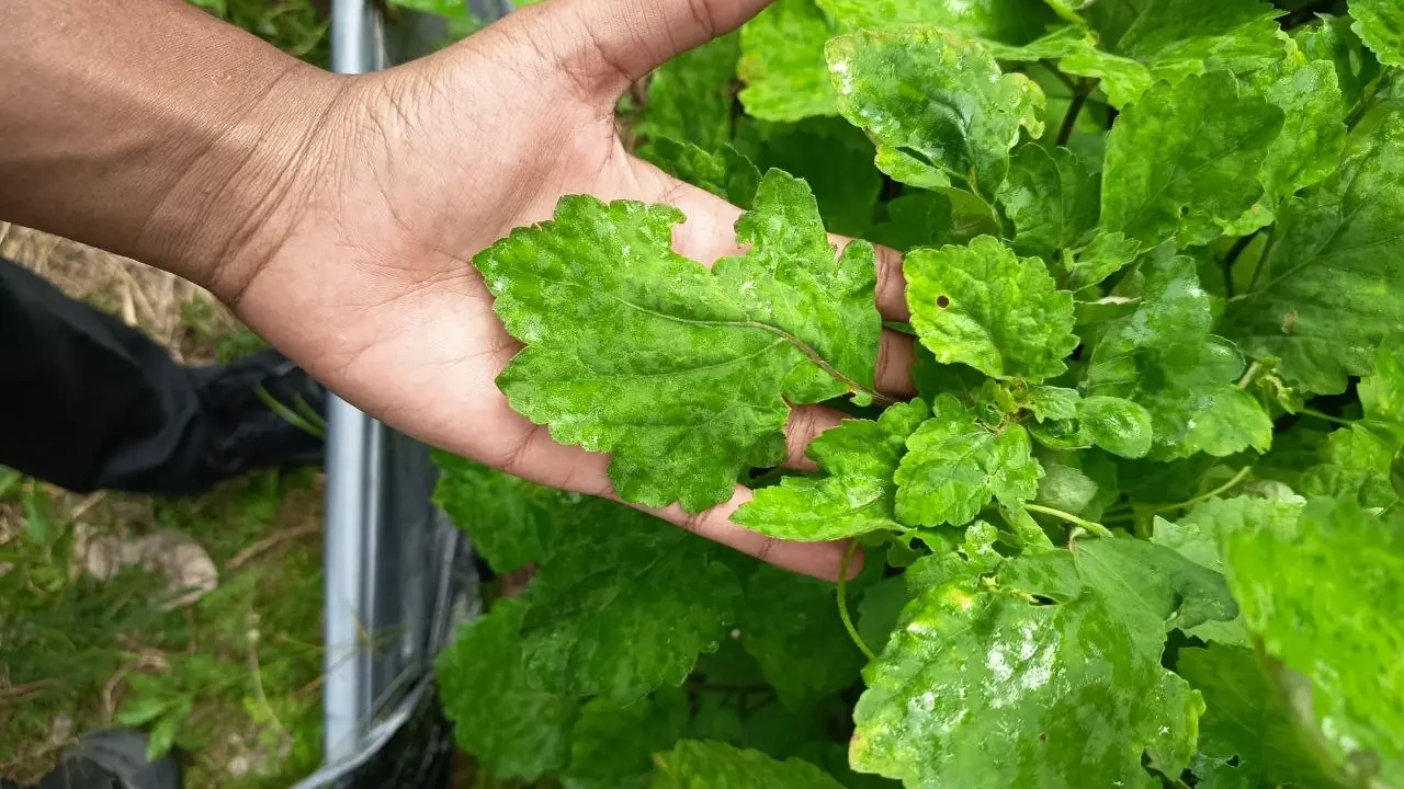 A farmer holding fresh patchouli leaves