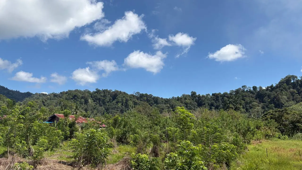 Young trees in an agroforestry landscape
