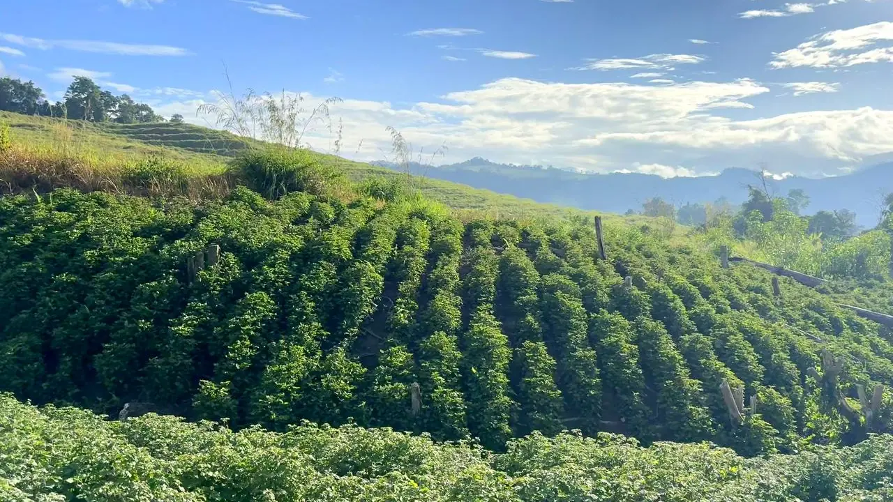 Patchouli rows on a hillside in Sulawesi