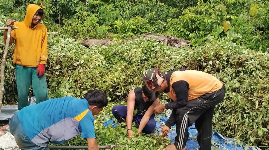 Farmers harvesting patchouli