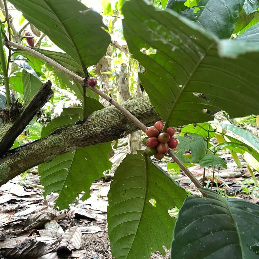 Coffee cherries